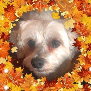 Meet your Posher, Sheila